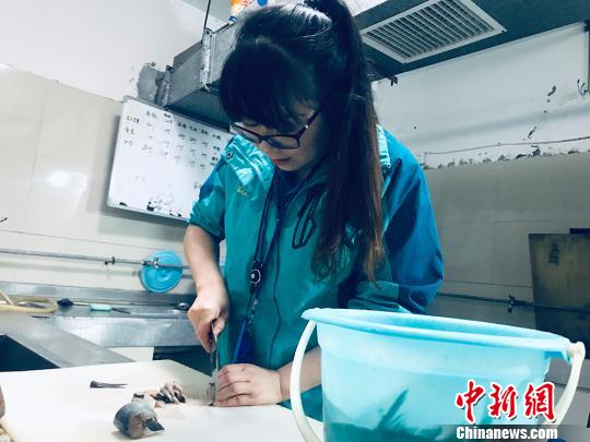于雅麗在餌料操作間，準(zhǔn)備著動(dòng)物們的食物?！“瑧c龍 攝