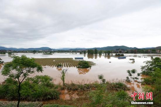 資料圖：湖南省臨武縣武水鎮(zhèn)、南強(qiáng)鎮(zhèn)、汾市鎮(zhèn)、水東鎮(zhèn)、金江鎮(zhèn)等鄉(xiāng)鎮(zhèn)遭遇特大暴雨襲擊，導(dǎo)致大量民房和農(nóng)田被淹。據(jù)不完全統(tǒng)計(jì)，該縣數(shù)千戶民房被淹，數(shù)十萬(wàn)畝農(nóng)田、果園、煙田被淹斷收，直接經(jīng)濟(jì)損失達(dá)數(shù)千萬(wàn)元。災(zāi)情發(fā)生后，當(dāng)?shù)卣跋嚓P(guān)部門第一時(shí)間奔赴受災(zāi)鄉(xiāng)鎮(zhèn)轉(zhuǎn)移群眾，察看災(zāi)情并積極組織村民排澇自救、發(fā)放救災(zāi)物資、開展保險(xiǎn)理賠等工作。目前救災(zāi)工作正在有序進(jìn)行，無(wú)人員傷亡。唐盛歡 攝
