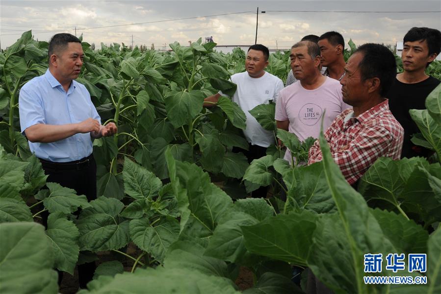 （愛國(guó)情 奮斗者&middot;圖片互動(dòng)）（4）張永平：像打造&ldquo;中國(guó)芯&rdquo;一樣打造&ldquo;中國(guó)葵&rdquo;