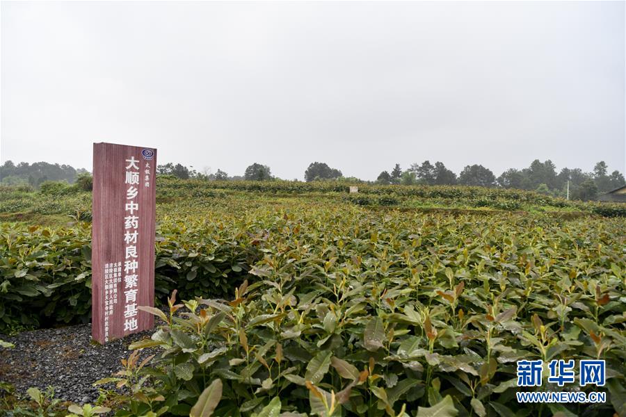（來自一線的調查報告&middot;圖文互動）（5）利益聯結強產業(yè)　打通城鄉(xiāng)促振興&mdash;&mdash;重慶涪陵大順鄉(xiāng)鄉(xiāng)村振興觀察