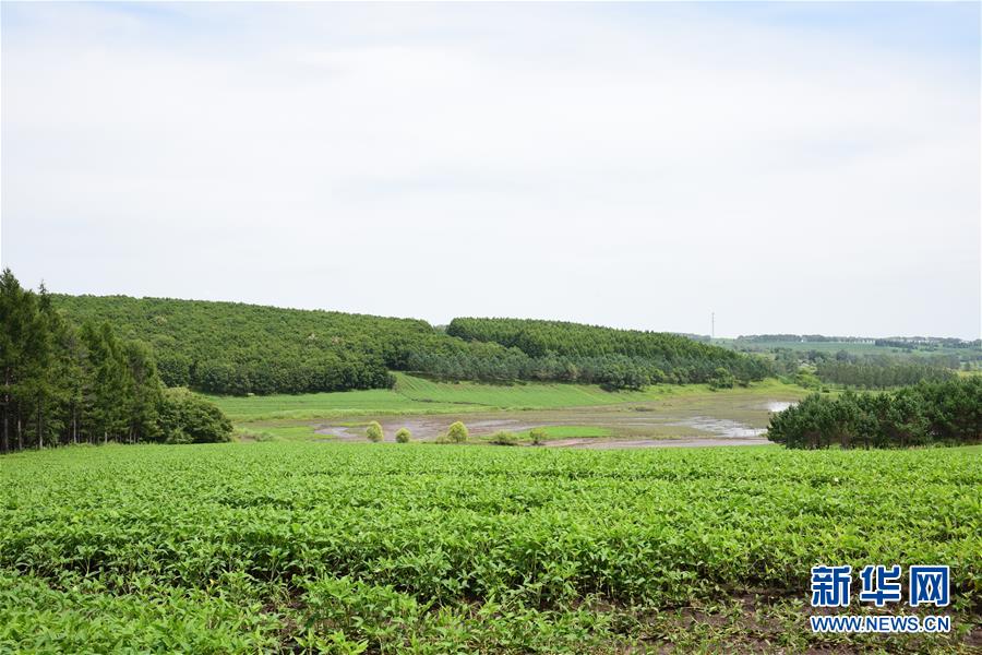 （在習近平新時代中國特色社會主義思想指引下&mdash;&mdash;新時代新作為新篇章&middot;圖文互動）（2）向林木要錢，讓綠樹生金&mdash;&mdash;黑龍江省拜泉縣發(fā)展綠色經(jīng)濟助脫貧