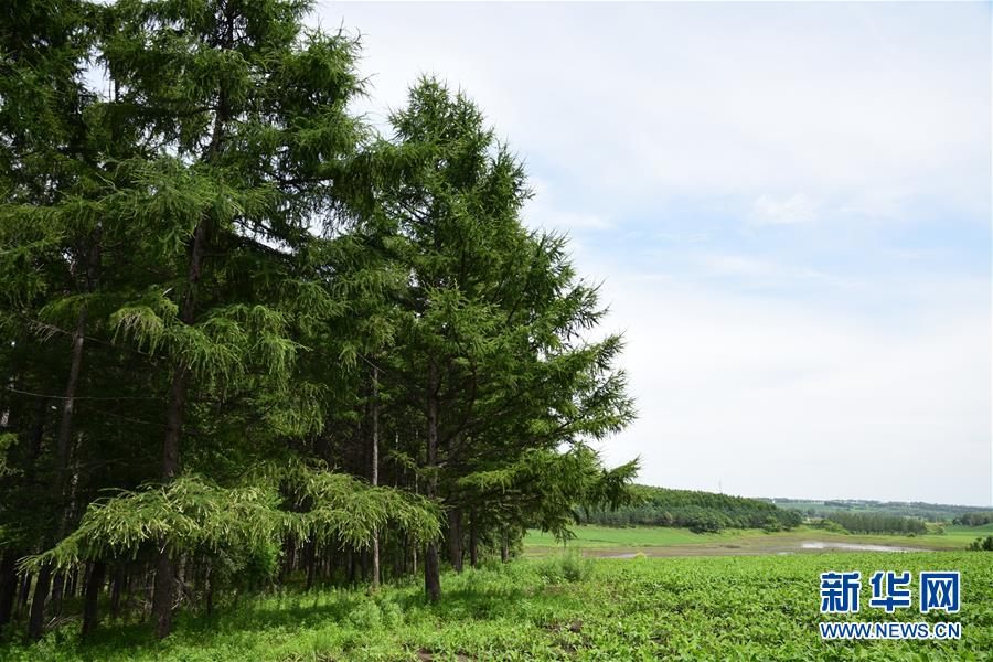 （在習近平新時代中國特色社會主義思想指引下&mdash;&mdash;新時代新作為新篇章&middot;圖文互動）（1）向林木要錢，讓綠樹生金&mdash;&mdash;黑龍江省拜泉縣發(fā)展綠色經(jīng)濟助脫貧