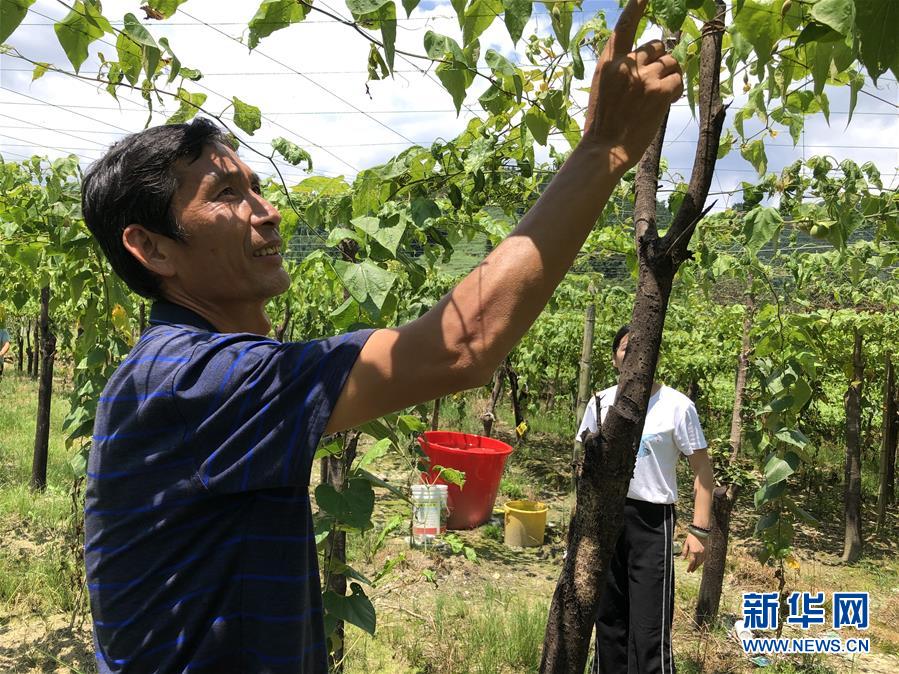 (脫貧攻堅·圖文互動)(1)貧困戶成了致富帶頭人