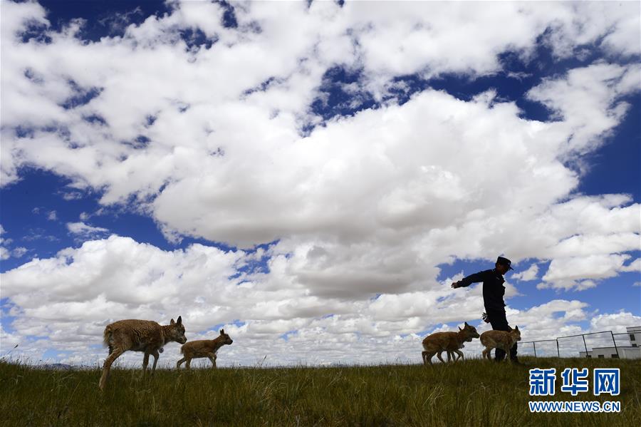 （今日關注&middot;第一屆國家公園論壇&middot;圖文互動）（5）首個國家公園什么樣？專家?guī)阆?ldquo;睹&rdquo;為快
