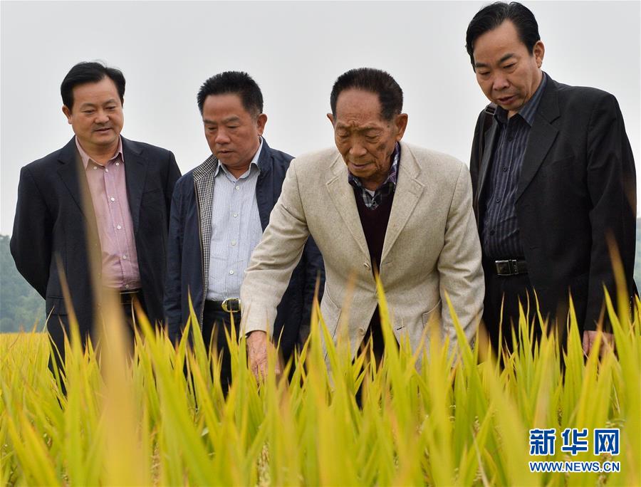 （壯麗70年&middot;奮斗新時代&mdash;&mdash;共和國榮光&middot;圖文互動）（2）袁隆平：把對祖國的熱忱結(jié)成飽滿的稻穗