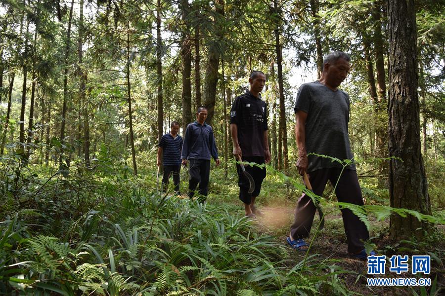 （愛國(guó)情 奮斗者&middot;圖文互動(dòng)）（1）貴州印江高石坎護(hù)林隊(duì)：半輩子，以林場(chǎng)為家