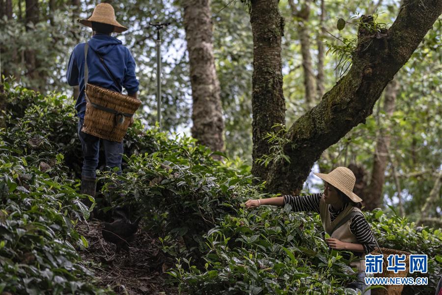 （新華全媒頭條&middot;決戰(zhàn)決勝脫貧攻堅&middot;圖文互動）（3）為了人與自然和諧共生&mdash;&mdash;云南&ldquo;三江并流&rdquo;地區(qū)決戰(zhàn)精準(zhǔn)脫貧的&ldquo;生態(tài)畫卷&rdquo;