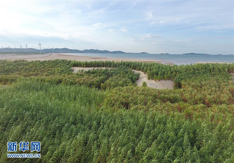 （不忘初心、牢記使命&middot;圖文互動(dòng)）（2）拳拳寸草心 濃濃報(bào)國情&mdash;&mdash;記&ldquo;菌草之父&rdquo;林占熺