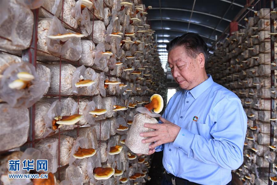 （不忘初心、牢記使命&middot;圖文互動(dòng)）（1）拳拳寸草心 濃濃報(bào)國情&mdash;&mdash;記&ldquo;菌草之父&rdquo;林占熺