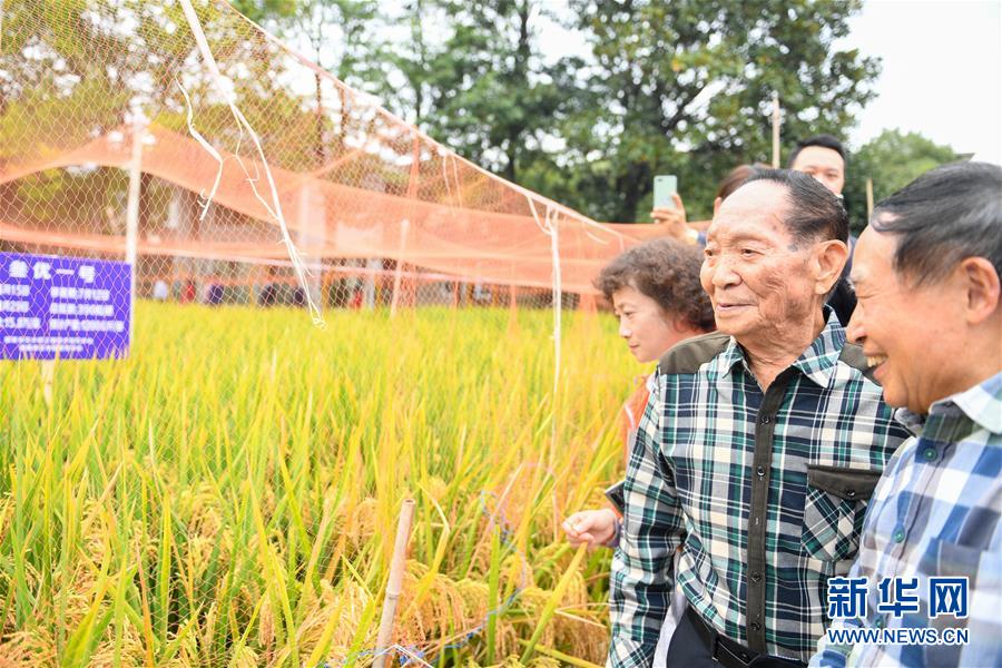 （圖文互動）（4）1046.3公斤！袁隆平第三代雜交水稻首次公開測產