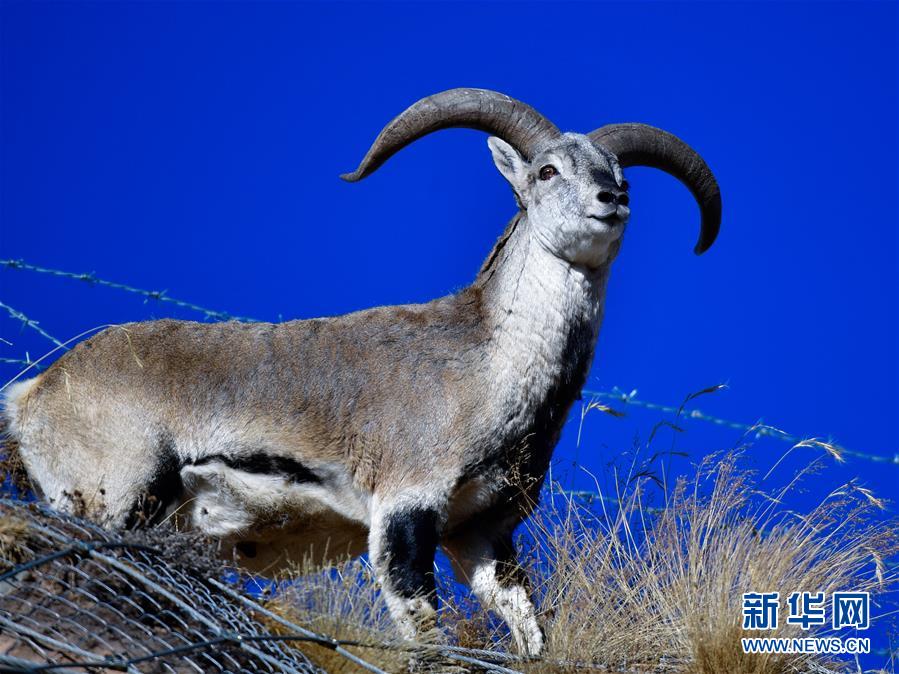 （行走中國&middot;圖文互動）（6）青海三江源：在&ldquo;神山圣湖&rdquo;間尋覓&ldquo;高原精靈&rdquo;