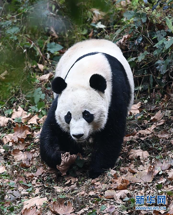 （社會(huì)）（1）旅美大熊貓&ldquo;貝貝&rdquo;回到四川