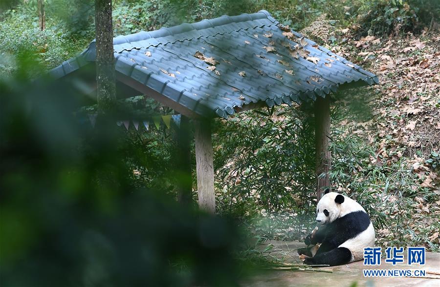 （社會(huì)）（8）旅美大熊貓&ldquo;貝貝&rdquo;回到四川