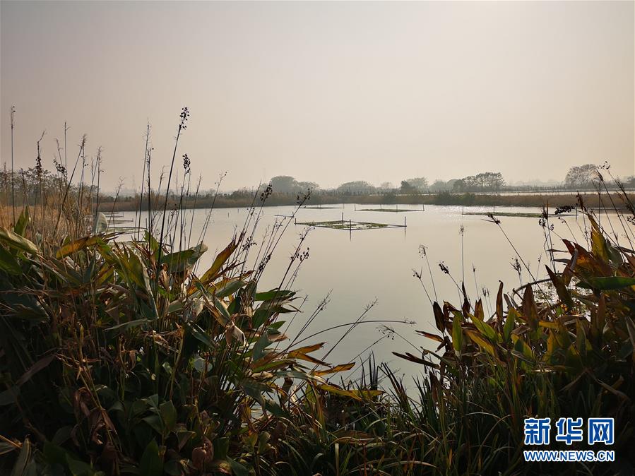 （新華全媒頭條&middot;圖文互動(dòng)）（6）大湖見(jiàn)證&mdash;&mdash;長(zhǎng)三角三大淡水湖綠色發(fā)展之路