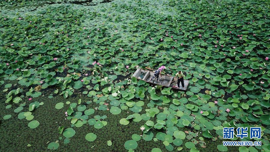 （新華全媒頭條&middot;圖文互動(dòng)）（14）大湖見(jiàn)證&mdash;&mdash;長(zhǎng)三角三大淡水湖綠色發(fā)展之路