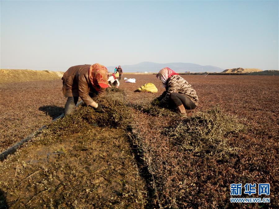 （圖文互動(dòng)）（8）從&ldquo;輕工漁網(wǎng)重工馬掌&rdquo;到&ldquo;圓夢(mèng)小康&rdquo;&mdash;&mdash;&ldquo;中國東極&rdquo;脫貧攻堅(jiān)剪影