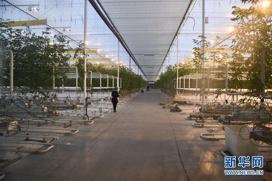 （新春走基層&middot;圖文互動(dòng)）（1）大興安嶺南麓的春天之六：鹽堿地長(zhǎng)出&ldquo;黃金果&rdquo;