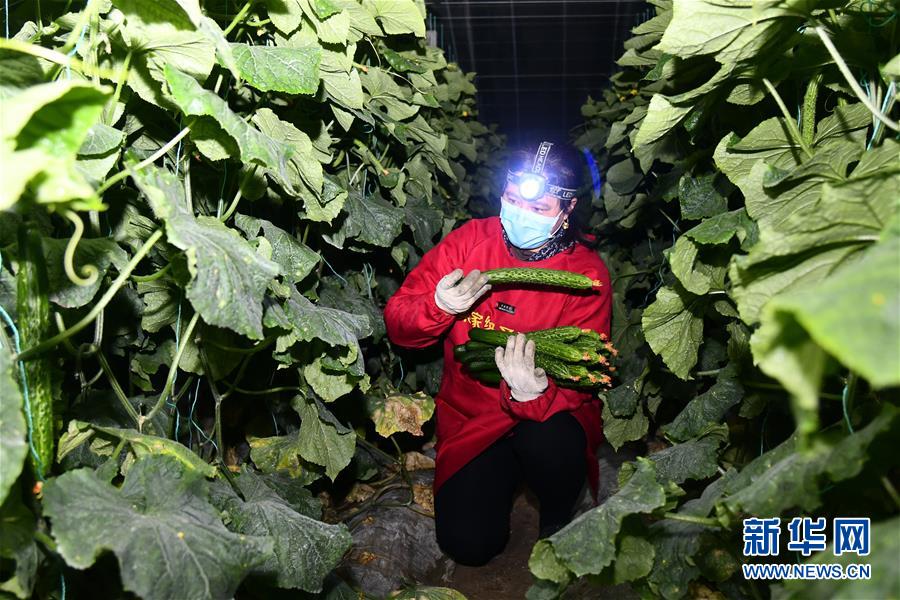（聚焦疫情防控&middot;圖文互動）（1）蔬菜產(chǎn)地供應充足 菜價在合理區(qū)間&mdash;&mdash;來自蔬菜生產(chǎn)大省山東的一線調(diào)查報告