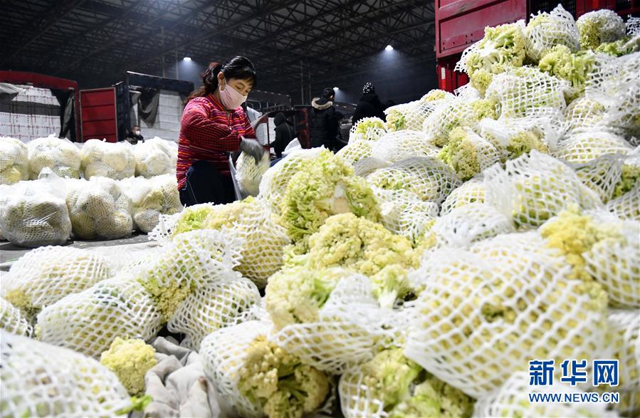 （聚焦疫情防控&middot;圖文互動）（3）蔬菜產(chǎn)地供應充足 菜價在合理區(qū)間&mdash;&mdash;來自蔬菜生產(chǎn)大省山東的一線調(diào)查報告