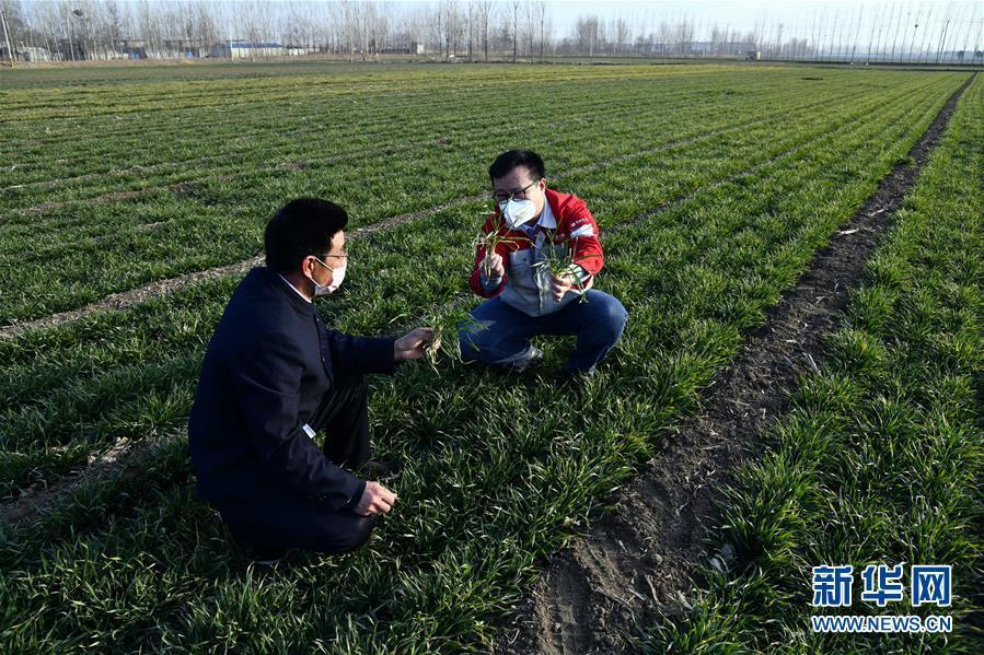 （圖文互動(dòng)）（1）別樣的春耕&mdash;&mdash;來(lái)自農(nóng)業(yè)大省山東的春耕備耕見聞