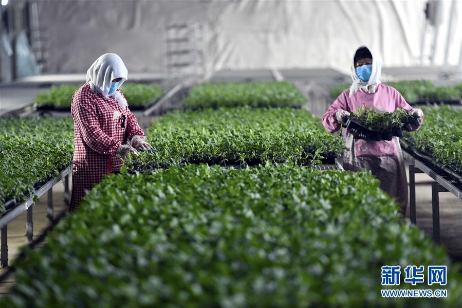 （圖文互動(dòng)）（4）別樣的春耕&mdash;&mdash;來(lái)自農(nóng)業(yè)大省山東的春耕備耕見聞