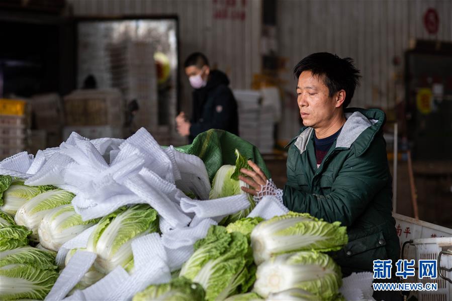 （抓好春耕備耕 穩(wěn)住農(nóng)業(yè)生產(chǎn)&middot;圖文互動）（2）&ldquo;栽種的是菜苗，收獲的是希望&rdquo;&mdash;&mdash;云南蔬菜集散地通?？h春耕見聞 