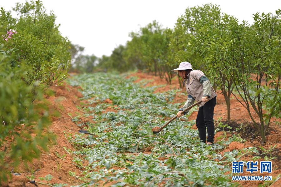 （抓好春耕備耕 穩(wěn)住農(nóng)業(yè)生產(chǎn)&middot;圖文互動）（5）農(nóng)時不等人 扶貧不能拖&mdash;&mdash;種瓜大村春耕生產(chǎn)見聞 