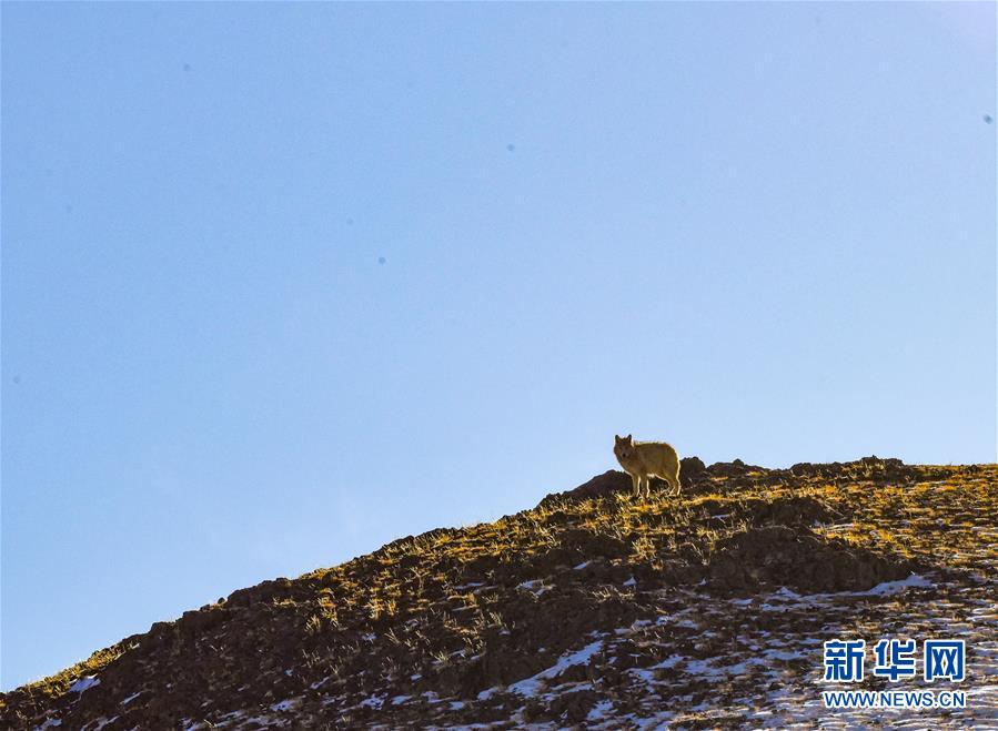 （新華全媒頭條&middot;圖文互動）（4）跨越半個世紀的生命遷徙&mdash;&mdash;西藏極高海拔生態(tài)搬遷破解人與自然共生難題