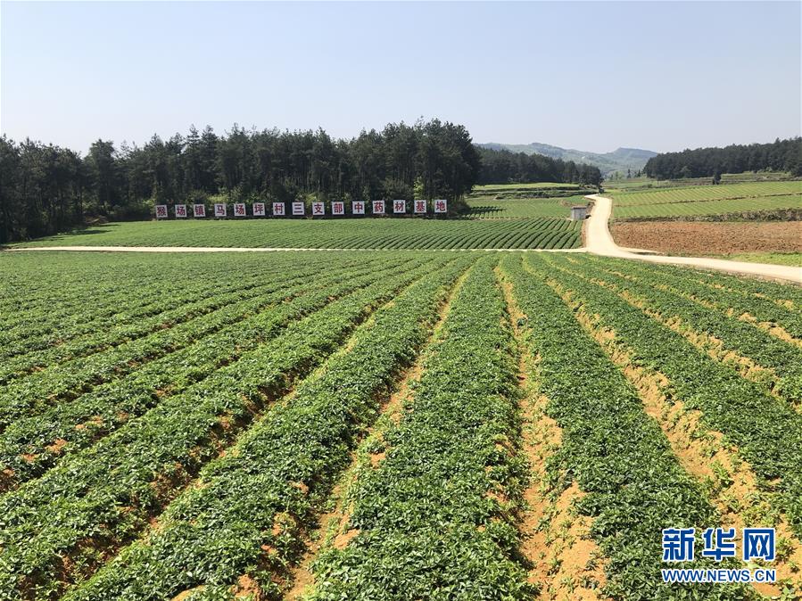 （決戰(zhàn)決勝脫貧攻堅(jiān)&middot;圖文互動(dòng)）（6）田野&ldquo;變奏&rdquo;讓薄土&ldquo;生金&rdquo;&mdash;&mdash;貴州農(nóng)村產(chǎn)業(yè)革命助推脫貧攻堅(jiān)見聞