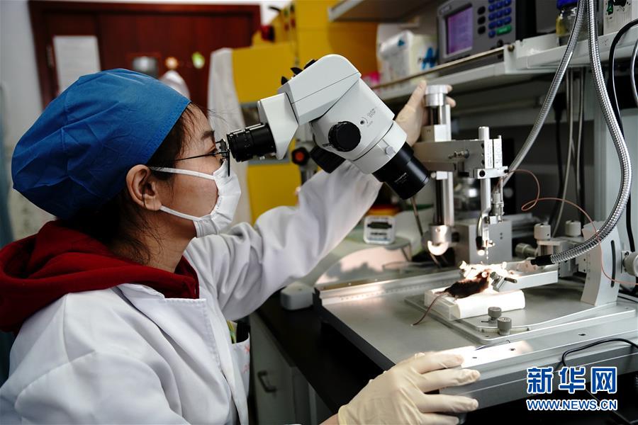 （圖文互動(dòng)）（2）攻擊行為如何被大腦控制？科學(xué)家在小鼠大腦中發(fā)現(xiàn)&ldquo;調(diào)節(jié)開關(guān)&rdquo;