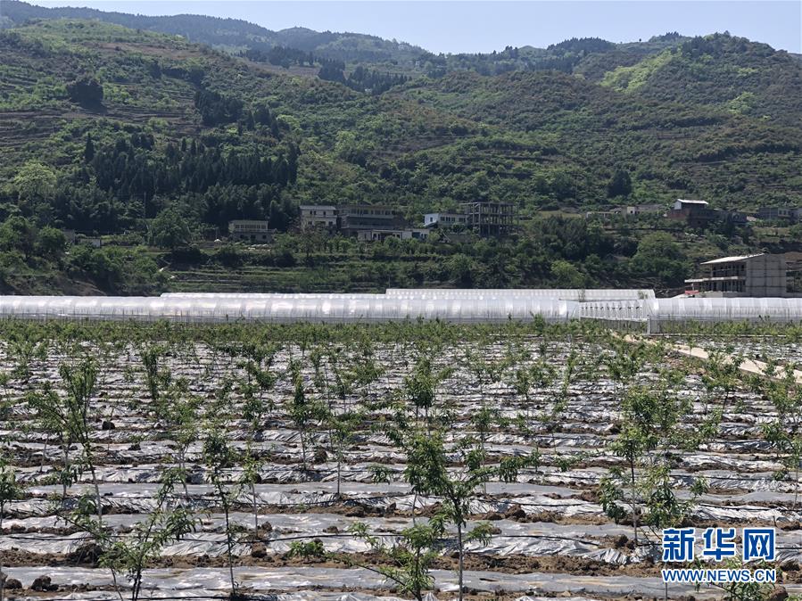 （決戰(zhàn)決勝脫貧攻堅(jiān)&middot;圖文互動(dòng)）（2）野奶角又見春天