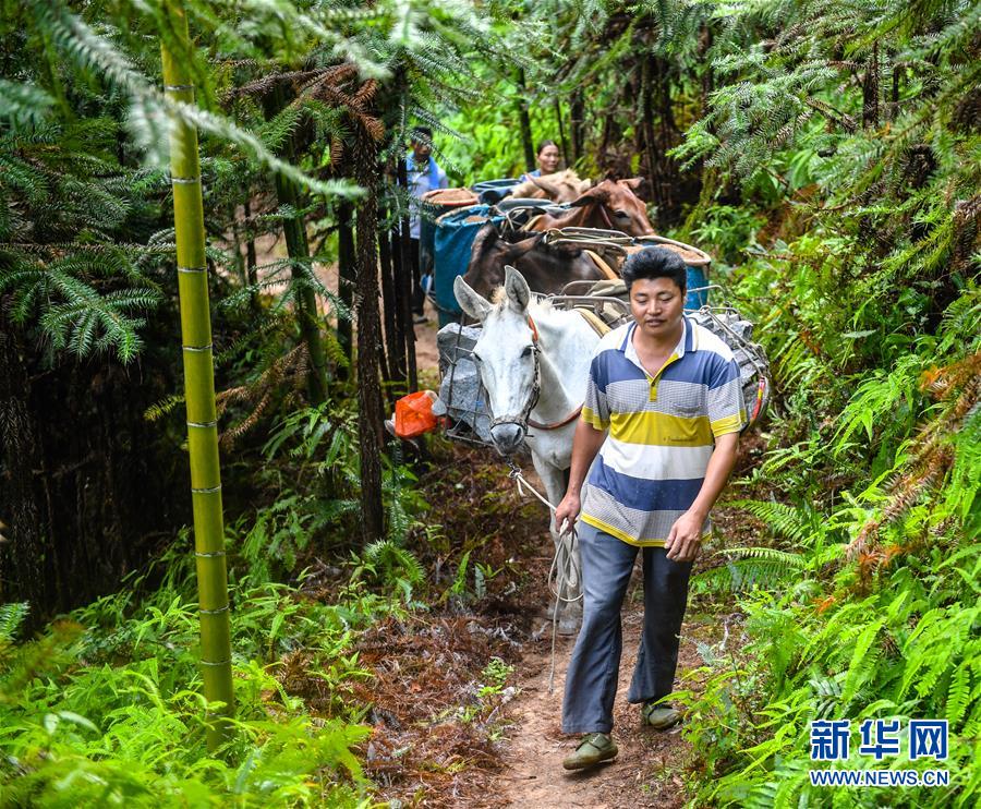 （決戰(zhàn)決勝脫貧攻堅&middot;圖文互動）（1）老余賣騾子