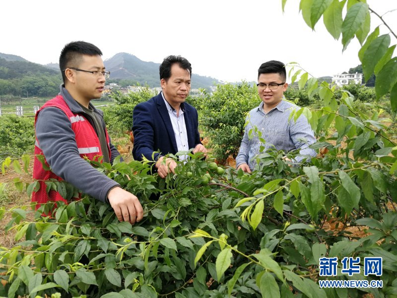 （新華全媒頭條&middot;圖文互動）（6）八桂大地上的青春之歌&mdash;&mdash;記奮戰(zhàn)在廣西脫貧攻堅(jiān)一線的&ldquo;黃文秀式&rdquo;干部