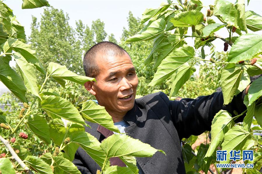 （決戰(zhàn)決勝脫貧攻堅&middot;圖文互動）（2）河南汝陽：發(fā)展特色種植養(yǎng)殖產(chǎn)業(yè)助力農(nóng)民脫貧