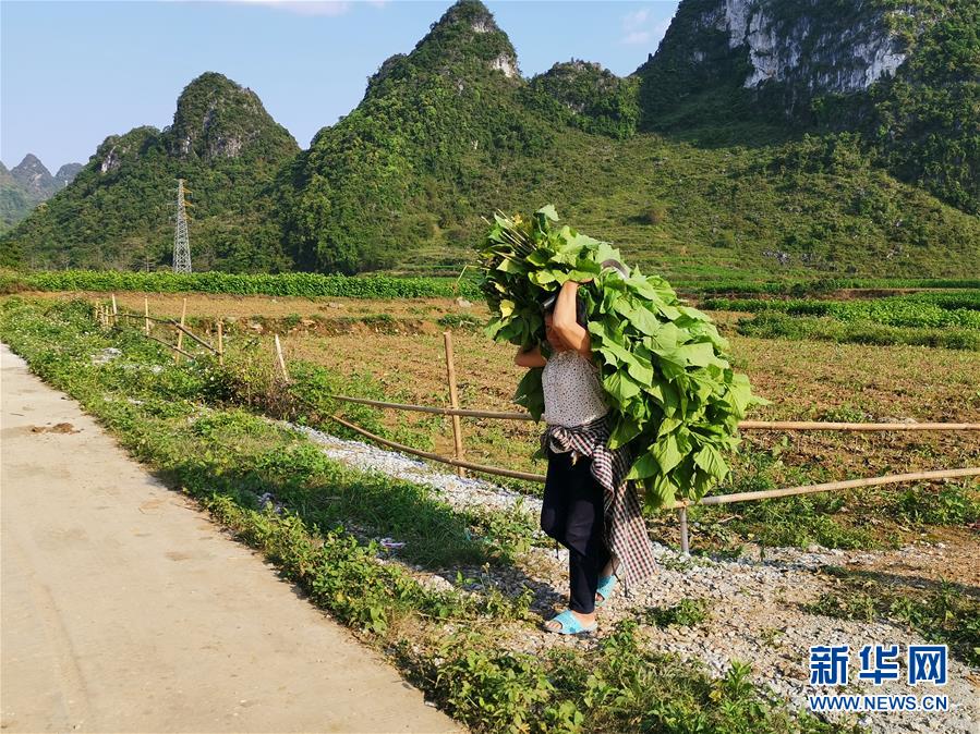 （決戰(zhàn)決勝脫貧攻堅&middot;圖文互動）桑蠶織出&ldquo;致富網(wǎng)&rdquo;&mdash;&mdash;桂西邊境山村走訪見聞