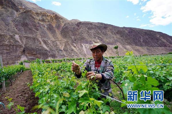 （決戰(zhàn)決勝脫貧攻堅&middot;圖文互動）（3）西藏昌都&ldquo;甜蜜&rdquo;產(chǎn)業(yè)助脫貧