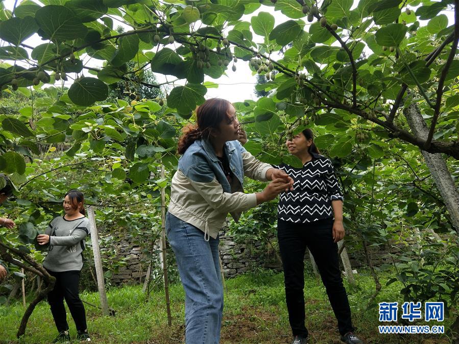 （新華全媒頭條&middot;圖文互動(dòng)）（10）初夏，循著總書記的腳步探訪產(chǎn)業(yè)扶貧新事
