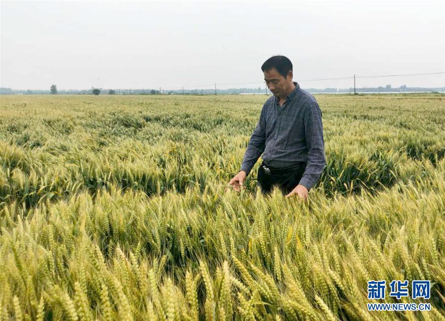 （在習近平新時代中國特色社會主義思想指引下&mdash;&mdash;新時代新作為新篇章&middot;習近平總書記關(guān)切事&middot;圖文互動）（1）新農(nóng)事、新希望&mdash;&mdash;夏收前田間新動態(tài)掃描