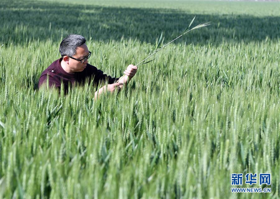 （在習近平新時代中國特色社會主義思想指引下&mdash;&mdash;新時代新作為新篇章&middot;習近平總書記關(guān)切事&middot;圖文互動）（5）新農(nóng)事、新希望&mdash;&mdash;夏收前田間新動態(tài)掃描