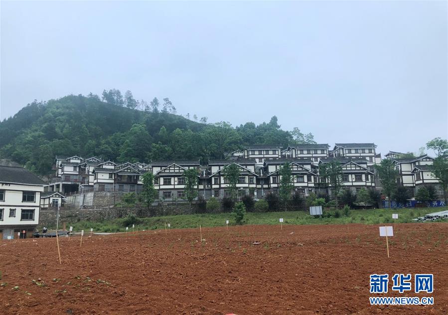 （決戰(zhàn)決勝脫貧攻堅(jiān)&middot;圖文互動）（2）一分菜園穩(wěn)&ldquo;心遷&rdquo;