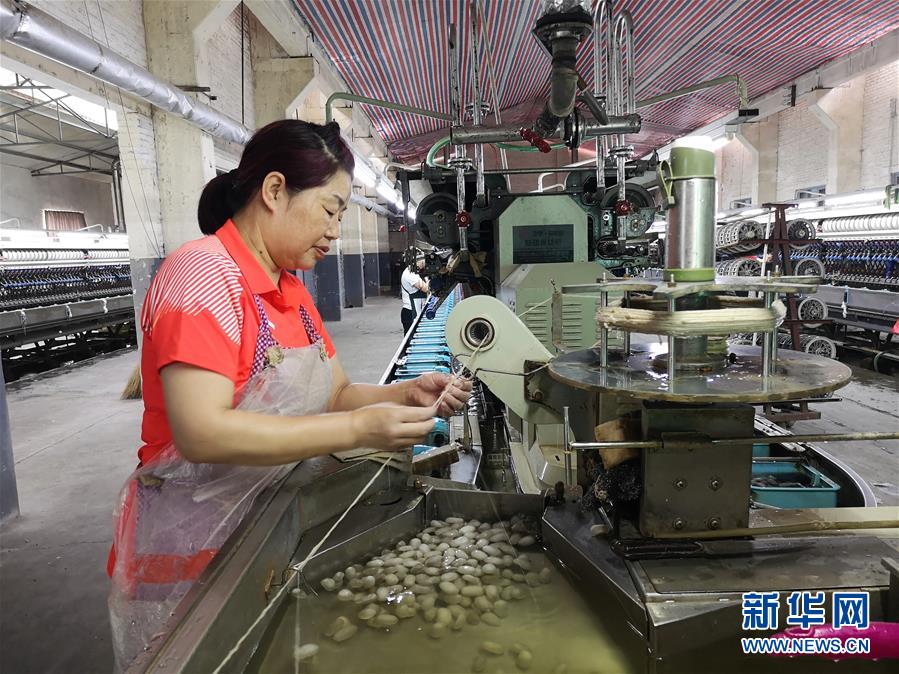 （決戰(zhàn)決勝脫貧攻堅&middot;圖文互動）（2）桑蠶養(yǎng)殖助力太行山區(qū)農戶增收