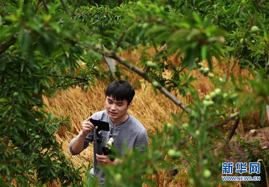 （新華全媒頭條&middot;圖文互動(dòng)）（4）待到滿山紅葉時(shí)&mdash;&mdash;三峽重慶庫區(qū)踐行新發(fā)展理念面面觀