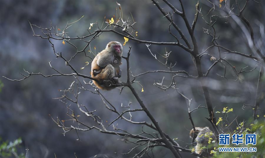 （新華全媒頭條&middot;圖文互動(dòng)）（9）待到滿山紅葉時(shí)&mdash;&mdash;三峽重慶庫區(qū)踐行新發(fā)展理念面面觀