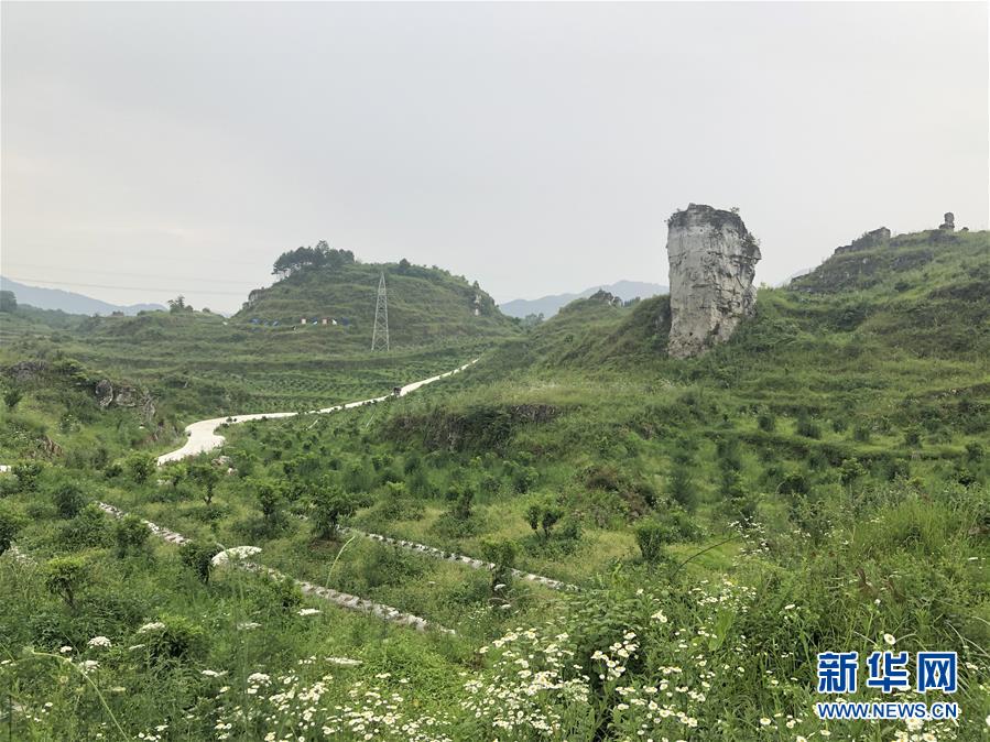 （決戰(zhàn)決勝脫貧攻堅(jiān)&middot;圖文互動(dòng)）（2）特色產(chǎn)業(yè)開(kāi)啟貴州貧困山區(qū)發(fā)展新路徑