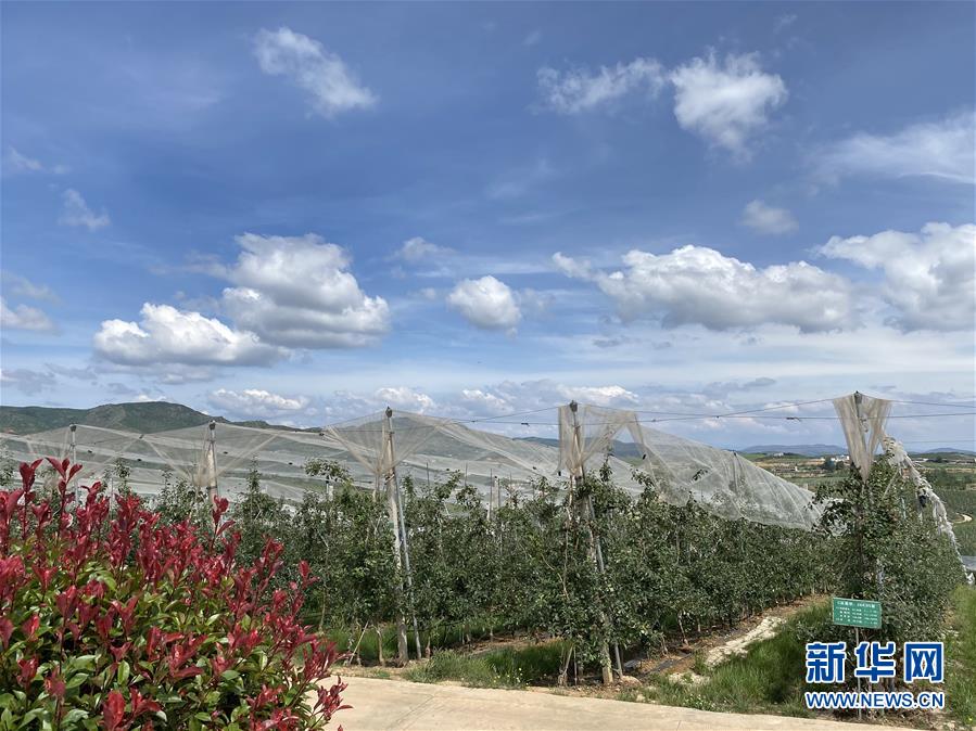 （決戰(zhàn)決勝脫貧攻堅&middot;圖文互動）（3）高原紅了，日子好了&mdash;&mdash;貴州海拔最高縣發(fā)展蘋果產(chǎn)業(yè)見聞