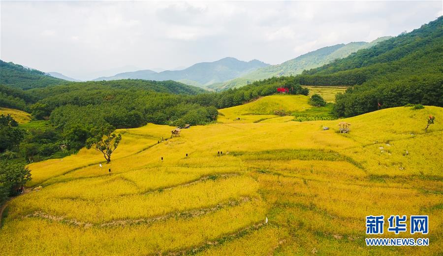 （走向我們的小康生活&middot;圖文互動）（1）黎苗山鄉(xiāng)種養(yǎng)&ldquo;老行當&rdquo;擦亮&ldquo;綠色牌&rdquo;