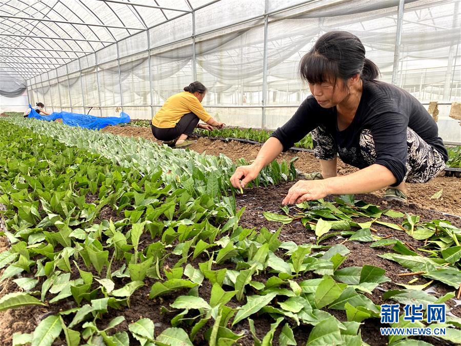 （防汛抗洪&middot;圖文互動(dòng)）（4）修路通水忙重建 補(bǔ)種搶收復(fù)生產(chǎn)&mdash;&mdash;湘西山洪后恢復(fù)生產(chǎn)生活見聞