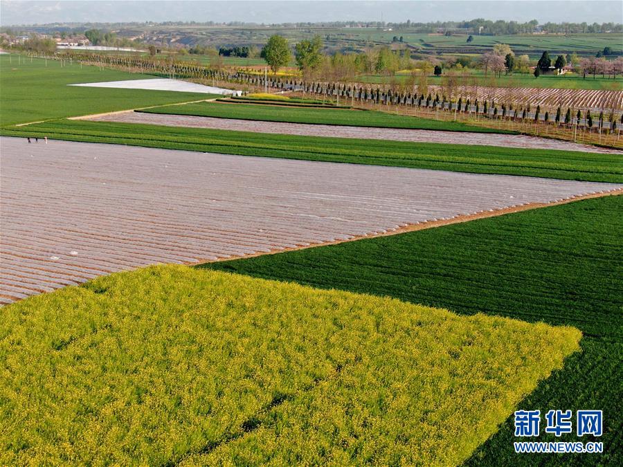 （在習近平新時代中國特色社會主義思想指引下&mdash;&mdash;新時代新作為新篇章&middot;習近平總書記關切事&middot;圖文互動）（7）食為政首&mdash;&mdash;穩(wěn)住農(nóng)業(yè)基本盤增添發(fā)展底氣