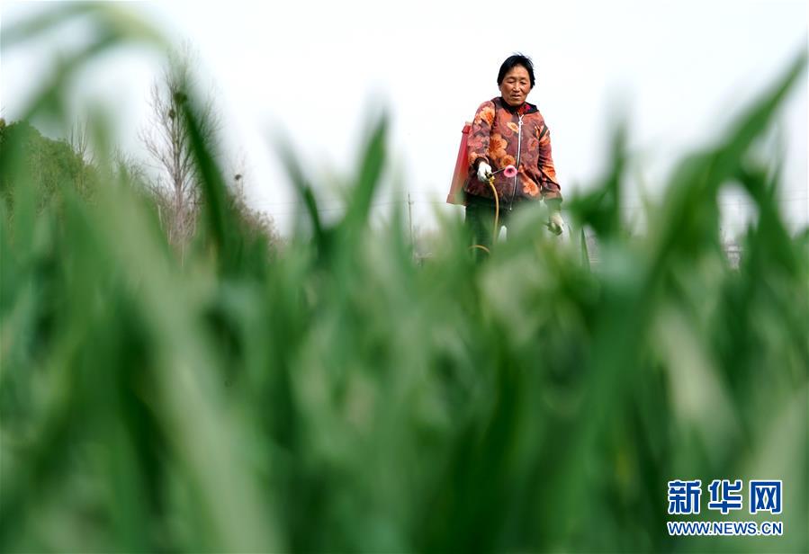 （在習近平新時代中國特色社會主義思想指引下&mdash;&mdash;新時代新作為新篇章&middot;習近平總書記關切事&middot;圖文互動）（4）食為政首&mdash;&mdash;穩(wěn)住農(nóng)業(yè)基本盤增添發(fā)展底氣