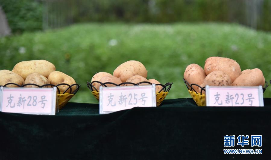 (決戰(zhàn)決勝脫貧攻堅(jiān)·圖文互動(dòng))(2)“小土豆” 漸成增收大產(chǎn)業(yè)